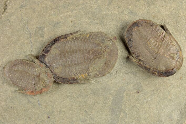 Aesthetic Cluster Of Three Asaphellus Trilobite - Morocco #189830